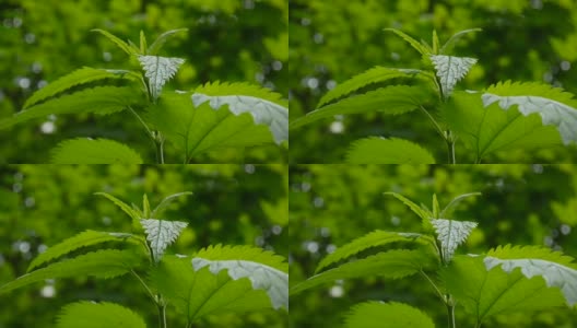清新绿荨麻在春风中。静态摄像机的录像拍摄高清在线视频素材下载