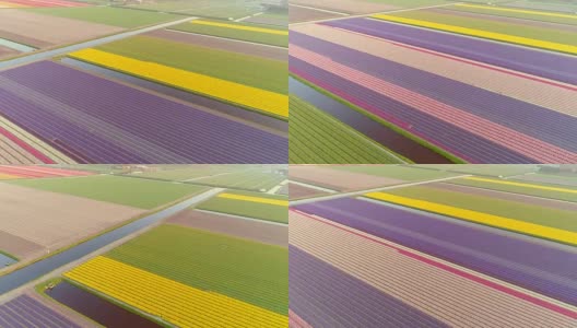 鸟瞰荷兰利塞的郁金香花丛。高清在线视频素材下载