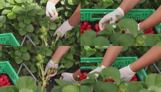 在草莓种植园工作的妇女采集草莓并把它们放进塑料盒子里高清在线视频素材下载