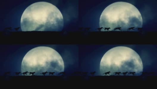小群狼在满月之夜奔跑高清在线视频素材下载