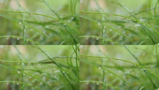 夏天草地上绿草上的露珠高清在线视频素材下载