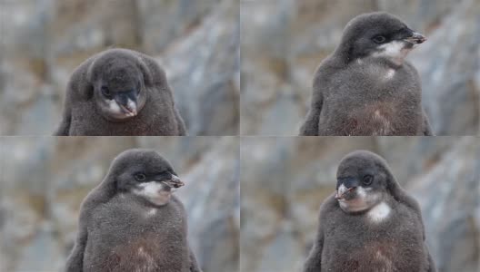 阿德利企鹅在南极洲幼雏高清在线视频素材下载
