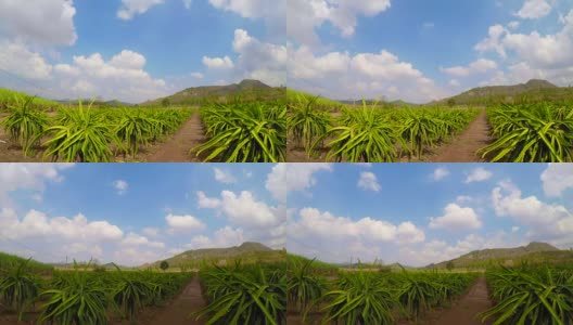 时光流逝景观火龙果农场，泰国高清在线视频素材下载