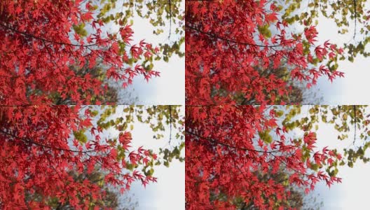 秋风中红红的枫叶高清在线视频素材下载