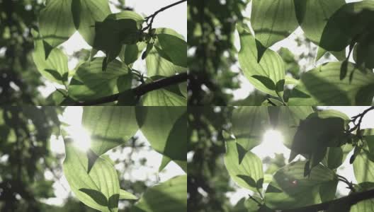 缓慢飞行的相机穿过绿色的树叶，阳光被照亮透过树叶，纹理在阳光明媚的日子。全高清全景视频，240fps, 1080p。高清在线视频素材下载