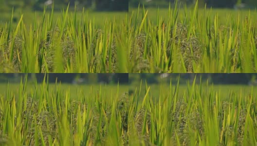 特写:美丽的成熟的水稻穗在惊人的稻田细节高清在线视频素材下载