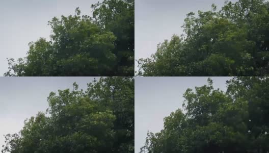树顶在猛烈的风暴高清在线视频素材下载