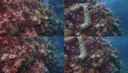 海底海参(Bohadschia graeffei)再生珊瑚礁高清在线视频素材下载