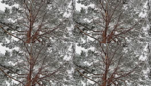 冬雪飘落伴白霜树，低角度观高清在线视频素材下载