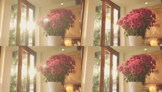 场景摄影车拍摄的粉红色菊花在早上的花瓶在家里，概念的一天的生活对象高清在线视频素材下载