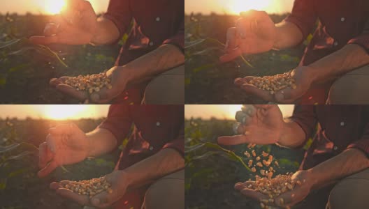 一名面目不明的农民在日落时分拔罐玉米粒高清在线视频素材下载