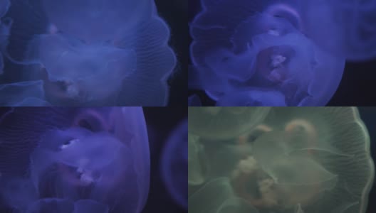 水下水母图高清在线视频素材下载