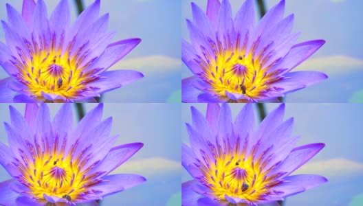 蜜蜂在池塘里盛开的浅紫色荷花的花粉上找到了甜蜜高清在线视频素材下载