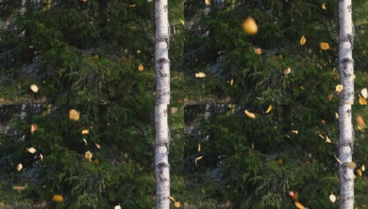 森林里的桦树，飘落着秋天的黄叶高清在线视频素材下载