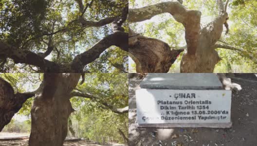 加里波利半岛上一棵历史悠久的悬铃木树高清在线视频素材下载