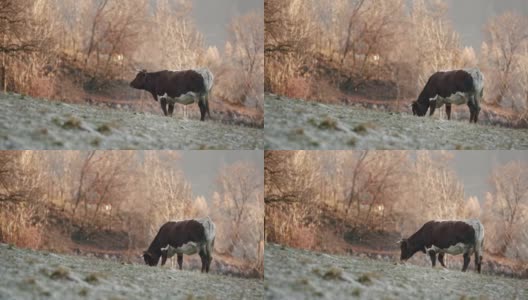 在一个寒冷的早晨，一头棕色的牛在吃草高清在线视频素材下载