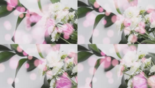 白色菊花在粉红色的三焦。春天的到来，大自然的概念。高清在线视频素材下载