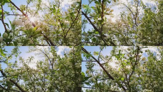 阳光透过开花的苹果树枝滑块摄影高清在线视频素材下载