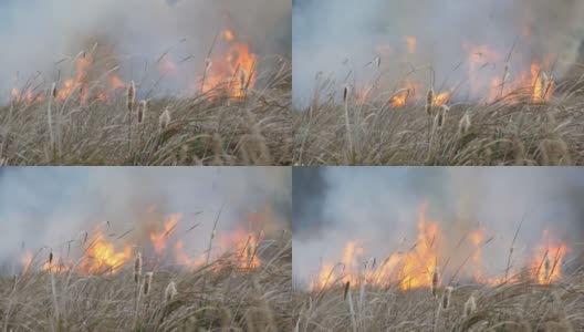 野火在森林草原上蔓延。在自然火中燃烧干草高清在线视频素材下载