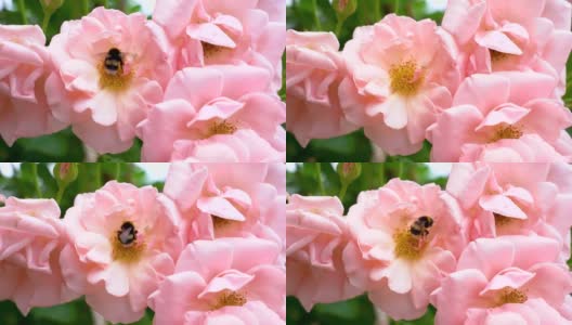 在夏日阳光明媚的花园里，辛勤劳作的小大黄蜂从粉红色的玫瑰花丛中采集花粉。高清在线视频素材下载
