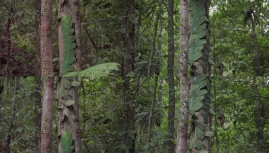 在热带雨林、山地森林、丛林中，寄生藤蔓树叶包裹在树干上的特写和倾斜镜头。高清在线视频素材下载