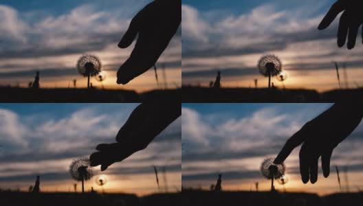 特写镜头:在夕阳下，女性的手触摸着蒲公英的种子。慢动作高清在线视频素材下载