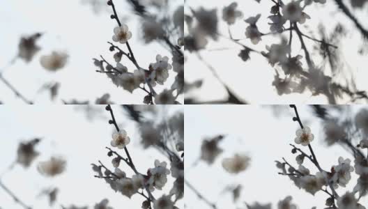 白色的梅花绽放。白色的梅花。高清在线视频素材下载