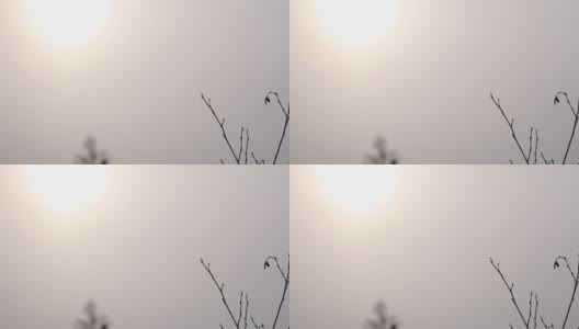 微风吹在光秃秃的树枝上高清在线视频素材下载