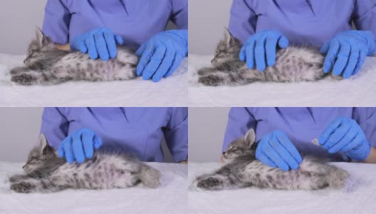 一位兽医穿着蓝色制服，戴着手套抚摸着一只灰色的小猫，准备给它接种疫苗。高清在线视频素材下载