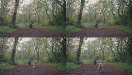 一个年轻人正在伦敦埃平森林的树林里散步，带着他的拉布拉多狗徒步旅行高清在线视频素材下载