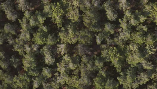 无人机拍摄的松树鸟瞰图高清在线视频素材下载