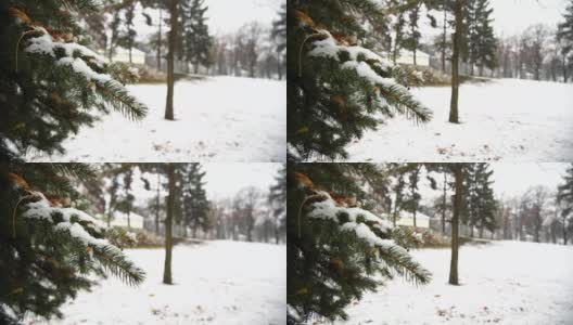 针叶树的枝头覆满了雪花和阳光高清在线视频素材下载