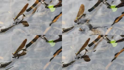 蜻蜓在水下从高处产卵高清在线视频素材下载