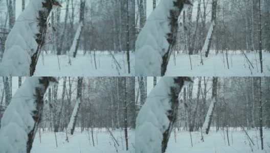 森林里飘着雪花高清在线视频素材下载