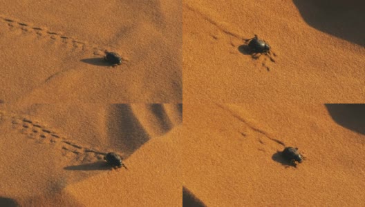 撒哈拉沙漠沙丘旁的甲虫高清在线视频素材下载