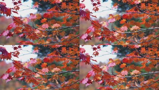 五颜六色的枫叶在秋冬的日本高清在线视频素材下载