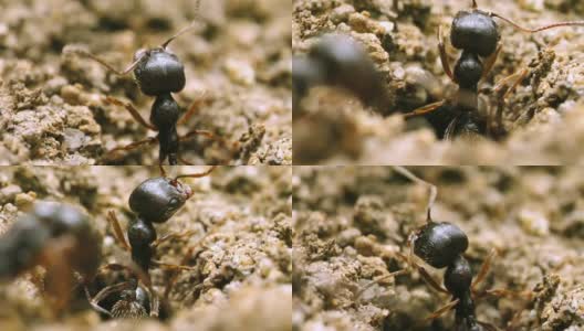 蚂蚁在蚁丘洞的极端宏观高清在线视频素材下载