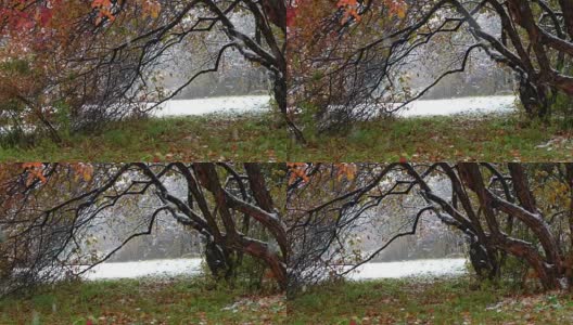 在西伯利亚深秋和初冬的大雪下，山楂树与红叶的全景超高清视频高清在线视频素材下载