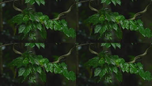 雨滴落在绿叶上高清在线视频素材下载