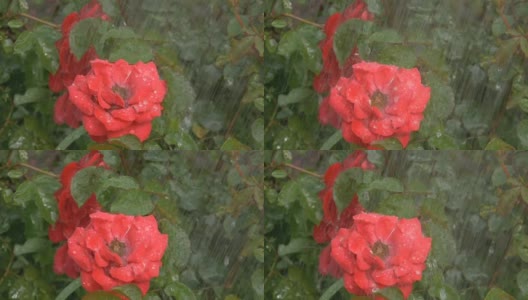 绿底雨点下，红花绽放高清在线视频素材下载