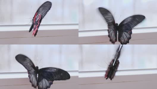 美丽的黑色蝴蝶，红色的翅膀在房间的窗户附近慢镜头摆动高清在线视频素材下载
