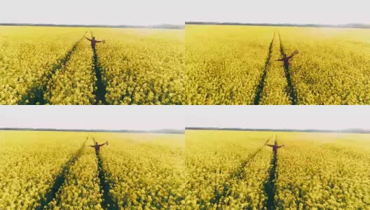 无人机拍摄的画面是农民在田园诗般的、阳光明媚的黄色菜籽田中奔跑的情景高清在线视频素材下载