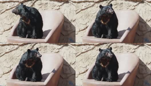 一只熊的行为就像一个人高清在线视频素材下载