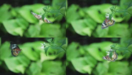 蝴蝶在绿色的花园里的花或树上高清在线视频素材下载