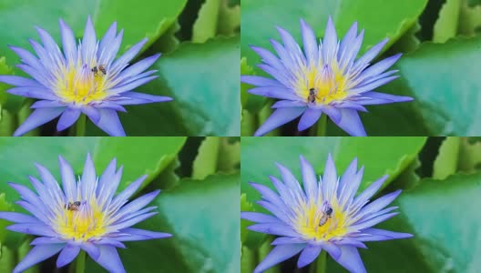 蜂群蓝莲花高清在线视频素材下载