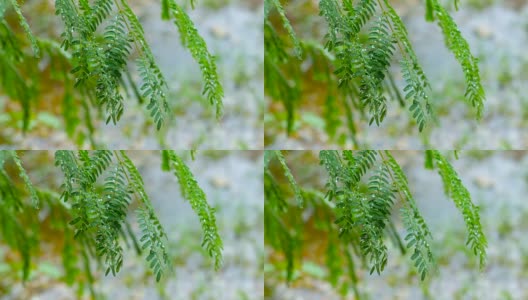 特写新鲜的绿色植物和雨滴背景，多莉拍摄，绿色自然概念高清在线视频素材下载