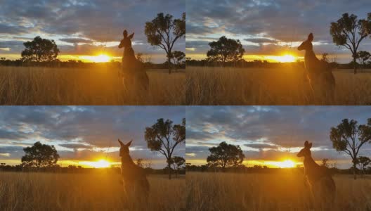 袋鼠日落澳大利亚景观高清在线视频素材下载