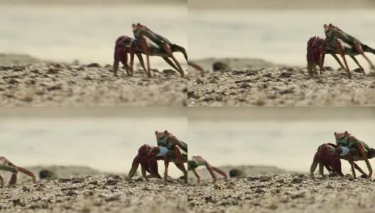 野生动物螃蟹行走的美丽特写高清在线视频素材下载