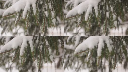 雪花落在冷杉树枝上。雪从森林里的松树树枝上落下高清在线视频素材下载