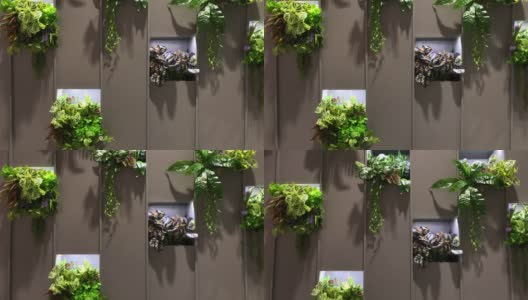 垂直花园，在墙上装饰花朵和小植物高清在线视频素材下载